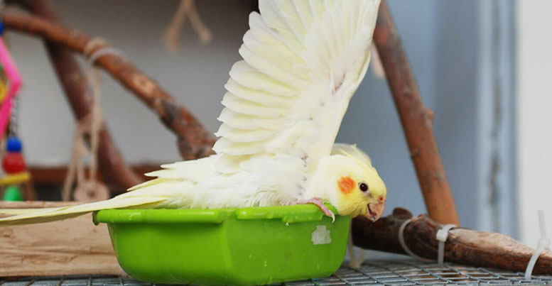 Купалка для попугая: какую выбрать и как приучить птицу купаться