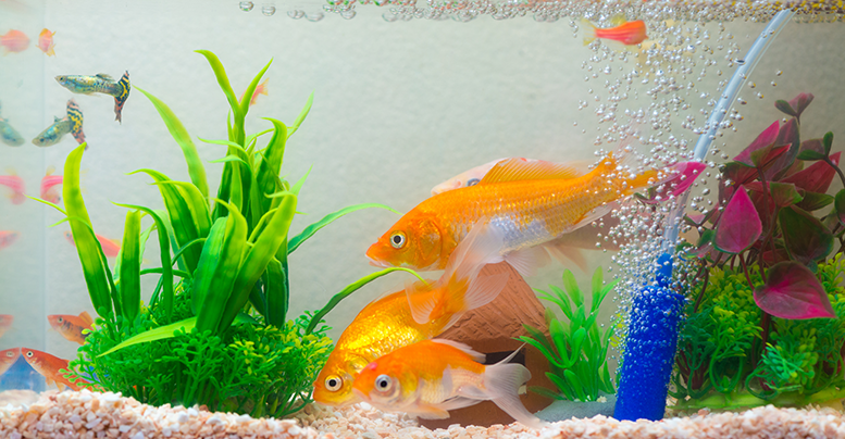 Как правильно запустить аквариум в первый раз с растениями, рыбками: что нужно