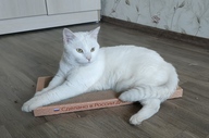 Пользовательская фотография №2 к отзыву на Когтедралка домашняя когтеточка для кошек, картон